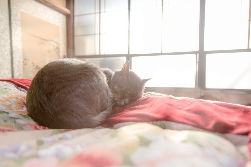 pak85_ohirunenuko20150109092625_tp_v